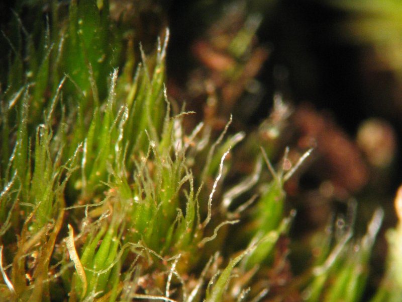 https://terrariumcreations.com/campylopus-introflexus-moss-in-terrariums-care-guide-to-help-your-moss-thrive/